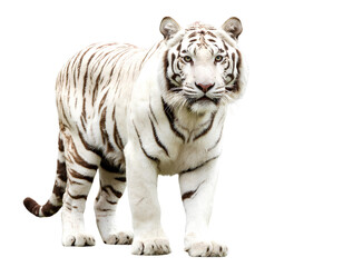 Obraz premium White Bengal Tiger Standing Majestically, Isolated on Transparent Background.