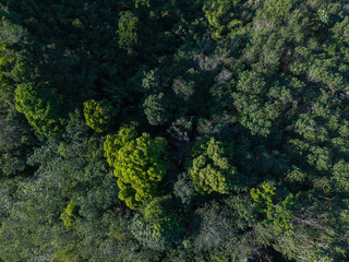 Aerial view tropical green tree leaf texture