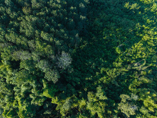 Aerial view tropical green tree leaf texture