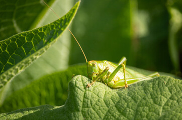 green grasshopper on a leaf
