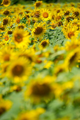 夏のひまわり畑｜群生とボケを活かした自然素材