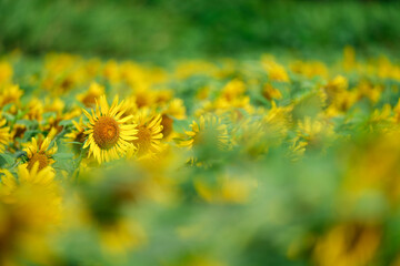 夏のひまわり畑｜群生とボケを活かした自然素材