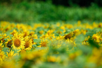 夏のひまわり畑｜群生とボケを活かした自然素材