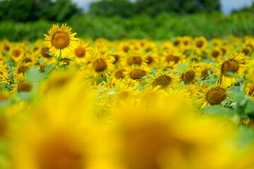 夏のひまわり畑｜群生とボケを活かした自然素材