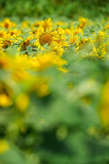 夏のひまわり畑｜群生とボケを活かした自然素材