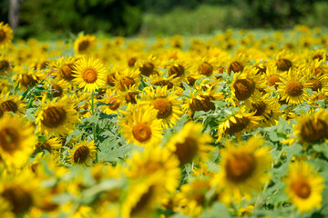 夏のひまわり畑｜群生とボケを活かした自然素材
