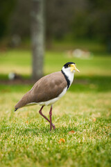 Masked Lapwing Bird Standing on Green Grass