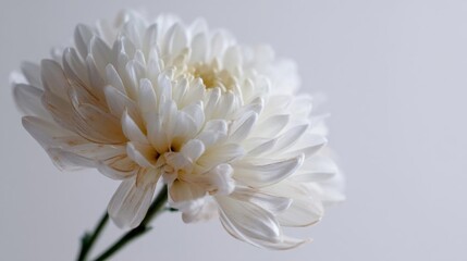 Close-up of a single white flower with a long stem.
