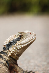 Fototapeta premium Detailed Close-up of Australian Water Dragon Lizard