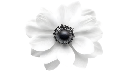 Elegant white anemone flower with a dark center showcasing floral beauty on transparent background