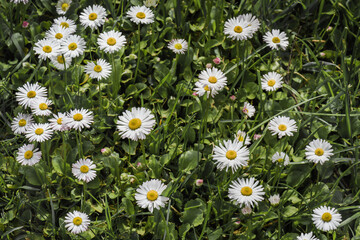 Wild Chamomile flowers over green field