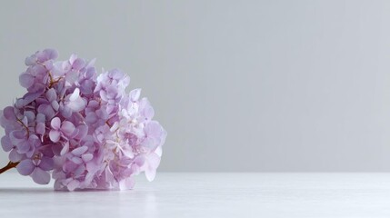 Close-up of a bunch of purple hydrangea flowers on a white surface. the flowers are in full bloom and are arranged in a cluster, with some overlapping each other.