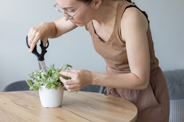 Woman cutting with scissors damaged leaves of tradescantia house plant.
