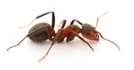 Close up of red ant isolated on white background