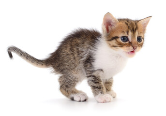 Obraz premium Adorable small kitten meowing isolated on white background