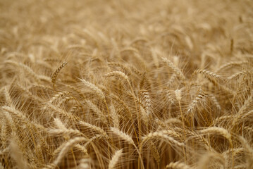 Golden wheat field close up at harvest time