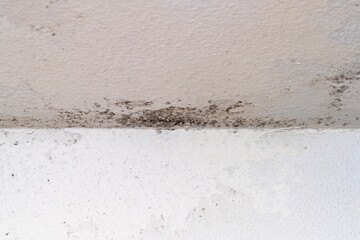 Macro shooting of mold and fungus on bathroom wall