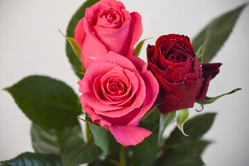 赤とピンクのばら