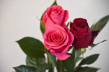 赤とピンクのばら