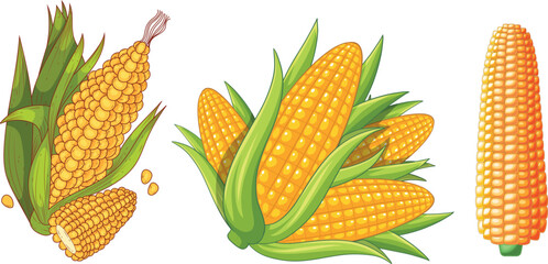 Vector illustration of golden maize corn cob isolated on white background, realistic corn in peel design