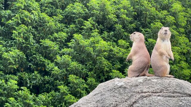 Two curious Steppe Marmots or Marmota bobak on the rock, looking alert, sits back to back on its hind legs and watches the surroundings, guards its burrow, against a background of green leaves