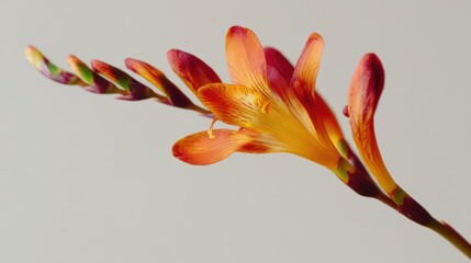 Close-up of a single orange and red flower with five petals. the petals are arranged in a star-like pattern, with the orange petals on the top and the red petals in the middle.