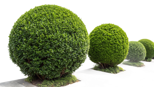 trimmed shrubs, isolated on a transparent background PNG