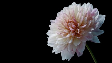 Close-up of a single flower, specifically a dahlia. the flower is in full bloom, with its petals spread out in a star-like shape.