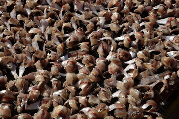 dried mushrooms on the market