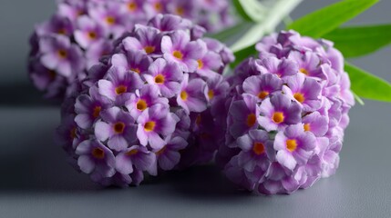 Vibrant macro shot of butterfly bush flowers in purple hues showcasing delicate petals under soft light against a clean minimalist background