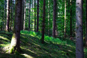 Fototapeta premium Serene and shadowed pine forest landscape in Germany’s Black Forest