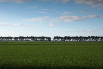 稲穂が伸び始めていた夏の田んぼ