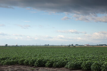 作物がすくすくと成長する夏の畑