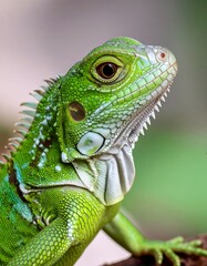 Fototapeta premium Close-up of a vibrant green iguana