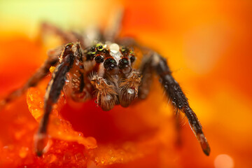 Jumping Spider. Colorful nature background. 