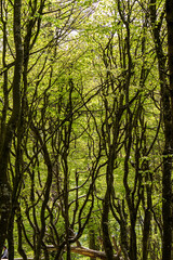 Twisting green forest with densely growing trees