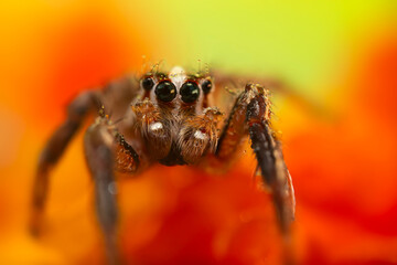 Jumping Spider. Colorful nature background. 