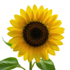 Obraz premium Vibrant yellow sunflower, dark center, green leaves, dew drop on petal, transparent background, high-key studio lit, macro detail, ultra-sharp focus, concept of natural perfection