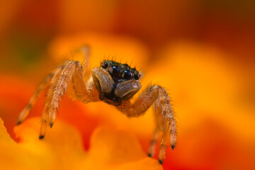 Jumping Spider. Colorful nature background. 