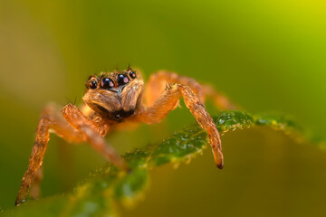 Jumping Spider. Colorful nature background. 