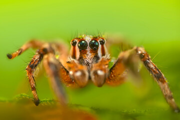 Jumping Spider. Colorful nature background. 