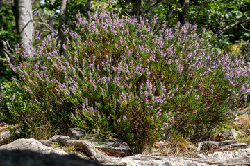 Heather plants near Karlsruher Grat in the Black Forest