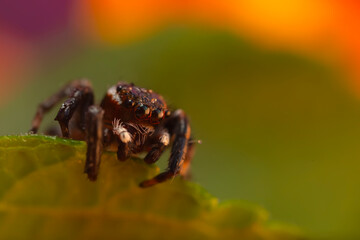 Jumping Spider. Colorful nature background. 