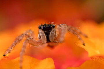 Jumping Spider. Colorful nature background. 