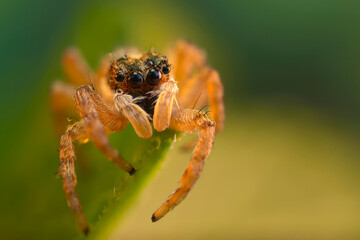 Jumping Spider. Colorful nature background. 