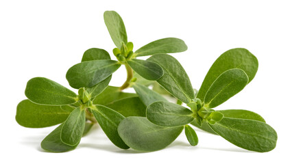 Obraz premium Common purslane
