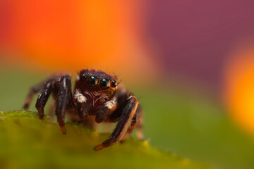 Jumping Spider. Colorful nature background. 