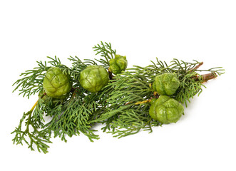 Cypress twig with cones