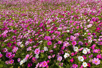 Obraz premium Flower 1.