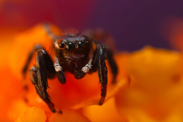 Jumping Spider. Colorful nature background. 